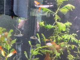 I introduce you to guppyland and its inhabitants
