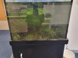 Aquarium at my new job is in a terrible state and is not filtering at all. Tropical fish but with a marine type setup (sump, protein skimmer etc)