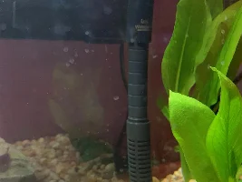 Need betta help