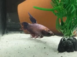 Fin rot or tail biting.