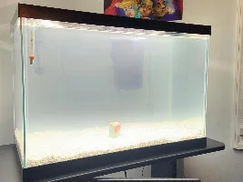 Cloudy water after 3 days