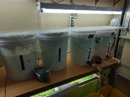 My BBS, Daphnia/Moina and Green Water Culture System