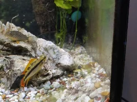Apisto white bump
