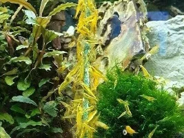 Do you have Cherry Shrimp?