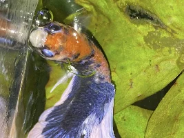 Betta sick / dying?