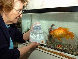 Italian site with very detailed information about fish and more