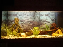 New 55g Tank Layout Opinions