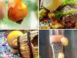 Mystery Snail Problem Help!