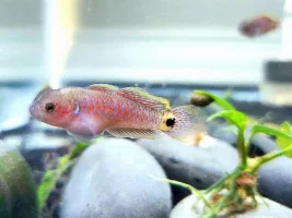 New Photos of my fry I took yesterday. (I promise this is my last thread on them)