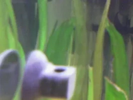 my new tank