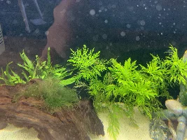 Plant help questions