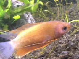 Help with diagnosing sunset thick lip gourami