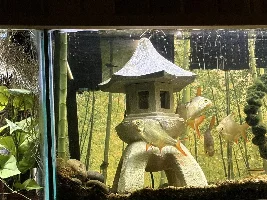 Panda Gara says hi, while I’m working on his tank