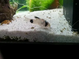 Something Wrong With My Panda Cory?