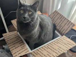 VOTE NOW - September 2026 Pet of the Month Contest