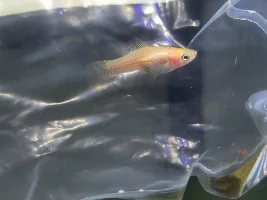 New pinapple swordtail pregnant?