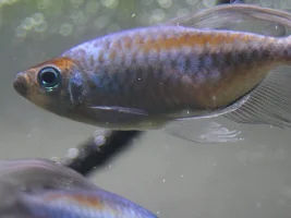 Regional tanks… what can go in with Congo tetras