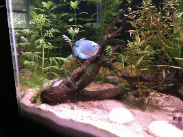 Finally Stocked my 75 gallon today.