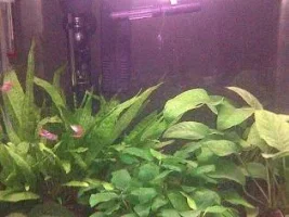 New To Planted Tank – Help