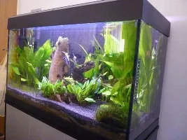 Slowly Becoming A Heavily Planted Tank