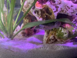 African Dwarf frogs bloated, dropsy or fat?