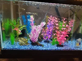 Vote Now! - March 2023 Tank of the Month Contest (16 gallon & smaller)