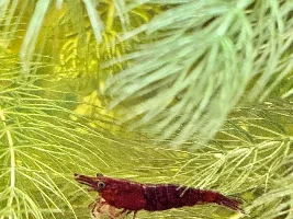 Shrimp Pics
