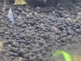 Apistogramma macmasteri fry!!