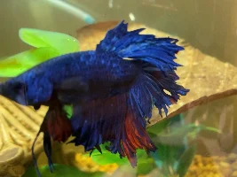 Betta Fin Rot :( Desperate for help