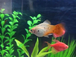 Male platy with red around gills/big belly