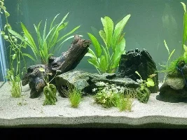 55Gal Goal Is Planted, Peaceful