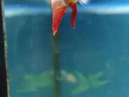 Betta head injury