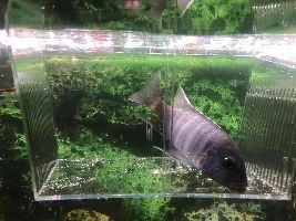 Overly Aggressive Cichlid!
