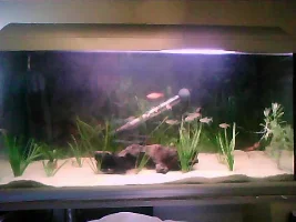 Need Help With Planting In My Tank