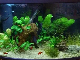Daize's Planted Photo Journal - 64L 1Wpg Low Light
