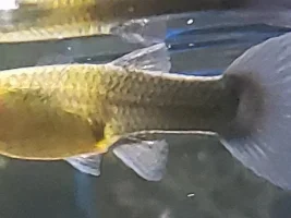 Are these Guppies Pregnant?