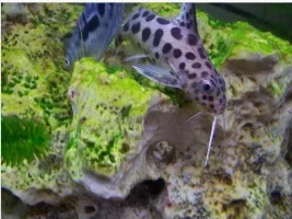 Synodontis Multipunctatus