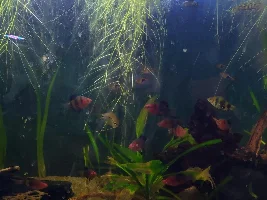 Frogbit Root Length
