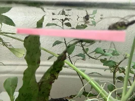 Rest In Peace Queen Guppy, tribute to queen guppy