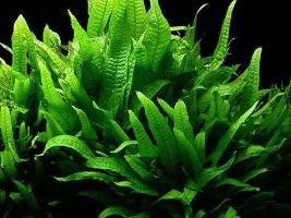 Good Plants For Rocks