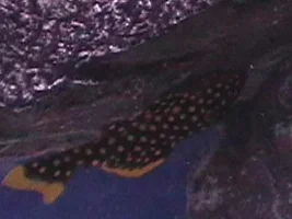 Fish of the month