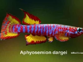 Aphyosemion