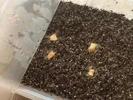 beginner grindal worm culture.