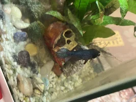 Betta looks depressed