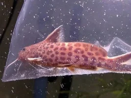 Id This Synodontis