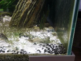 Identify this Shrimp