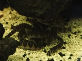 Blackwater aquarium? Anyone? Share here pls!