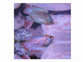 Dwarf Gourami Has A Sore/scales Missing On Side Of His Head