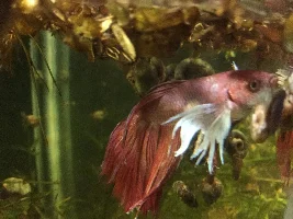 Betta Update.