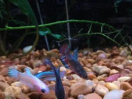 Quest for plakat fry